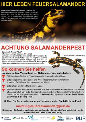 Salamander_Plakat