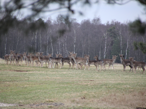 Rehe vor einem Wald