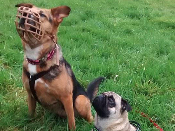 Ein großer Hund mit Maulkorb und ein kleiner Hund